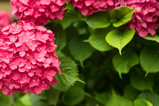 Nahaufnahme hellrosa Hortensia frische Blumen verwischen den Hintergrund