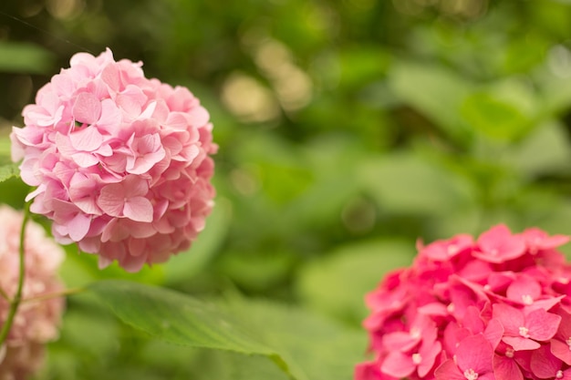 Nahaufnahme hellrosa Hortensia frische Blumen verwischen den Hintergrund