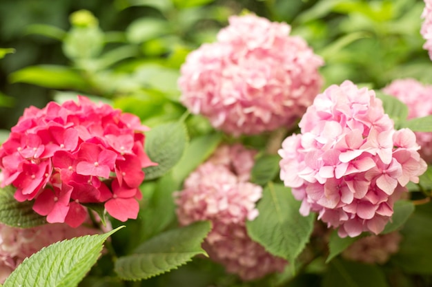 Nahaufnahme hellrosa Hortensia frische Blumen verwischen den Hintergrund