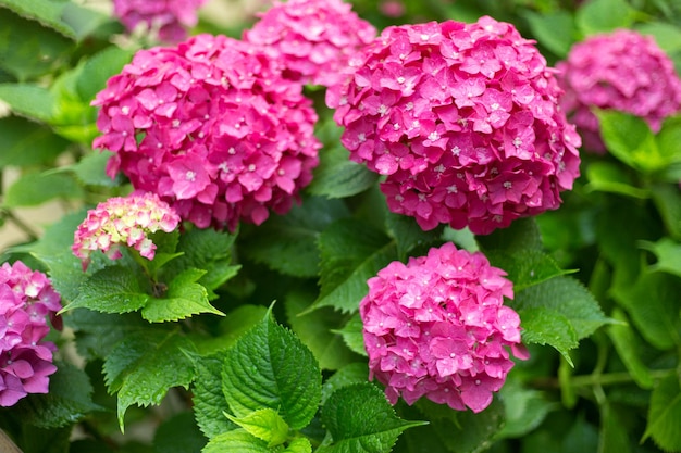 Nahaufnahme hellrosa Hortensia frische Blumen verwischen den Hintergrund