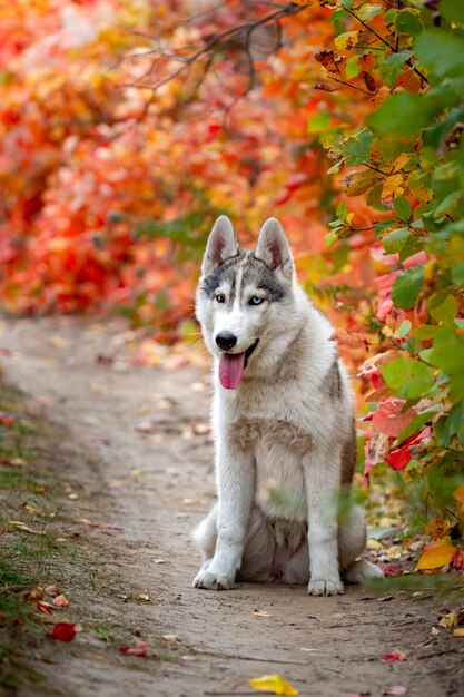 Nahaufnahme Herbstporträt des Siberian Husky Welpen. Ein junger grauer weißer Husky ein Park.