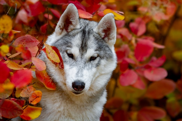 Nahaufnahme Herbstporträt des Siberian Husky Welpen. Ein junger grauer weißer Husky ein Park.