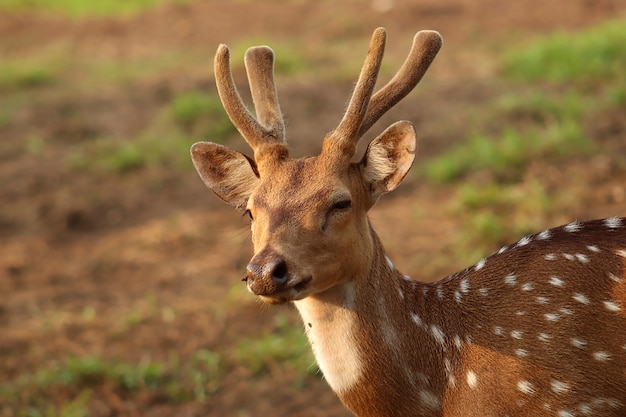 Nahaufnahme Hirsch