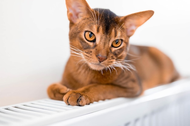 Nahaufnahme Hochformat des süßen Abessinier reinrassigen Katzenfotos. Flauschige elegante Katze.