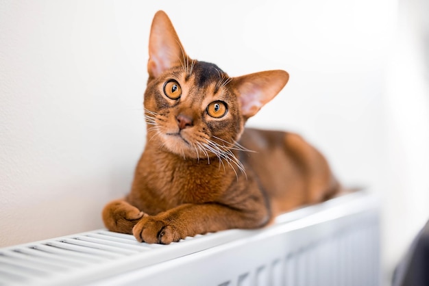 Nahaufnahme Hochformat des süßen Abessinier reinrassigen Katzenfotos. Flauschige elegante Katze.