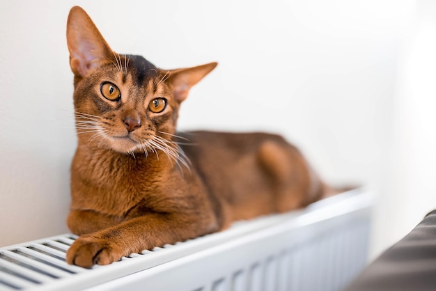 Nahaufnahme Hochformat des süßen Abessinier reinrassigen Katzenfotos. Flauschige elegante Katze.