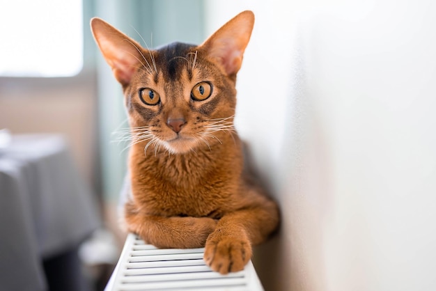 Nahaufnahme Hochformat des süßen Abessinier reinrassigen Katzenfotos. Flauschige elegante Katze.