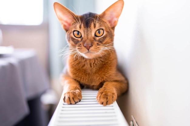 Nahaufnahme Hochformat des süßen Abessinier reinrassigen Katzenfotos. Flauschige elegante Katze.