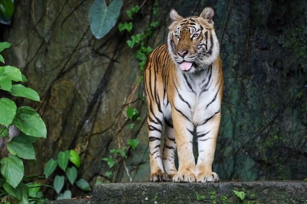 Nahaufnahme Indochinesischer Tiger ist ein schönes Tier und gefährlich im Wald