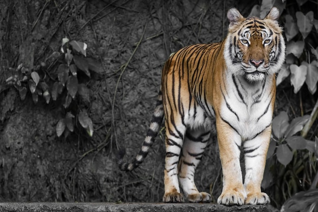 Nahaufnahme Indochinesischer Tiger ist ein schönes Tier und gefährlich im Wald