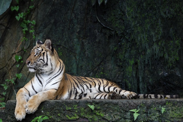 Nahaufnahme Indochinesischer Tiger ist ein schönes Tier und gefährlich im Wald