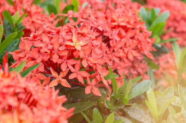 Nahaufnahme Ixora Red Spike Blume