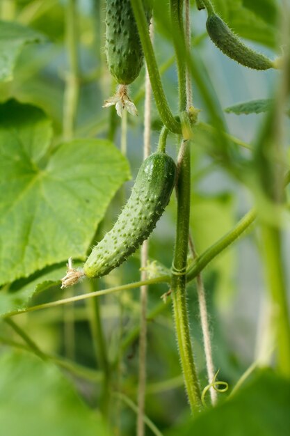 Foto nahaufnahme junge gurke auf einem busch mit blättern. gurke wächst im gewächshaus.