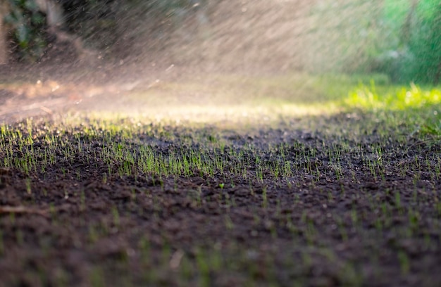 Nahaufnahme junger grüner Grassprossen während der Bewässerung