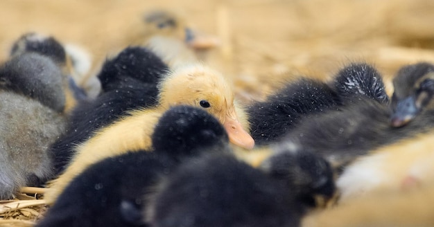 Foto nahaufnahme junger vögel