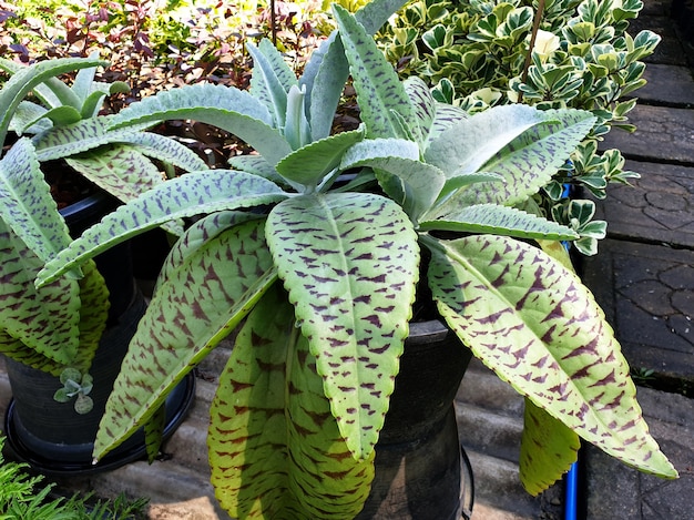 Nahaufnahme Kalanchoe Gastonisbonnieri in der Zierfarm