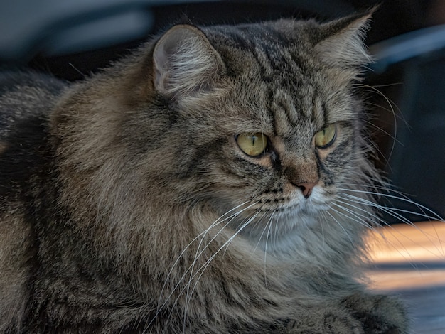 Nahaufnahme Katze auf dem Boden liegen