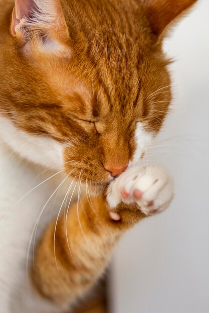 Foto nahaufnahme katze, die sich säubert