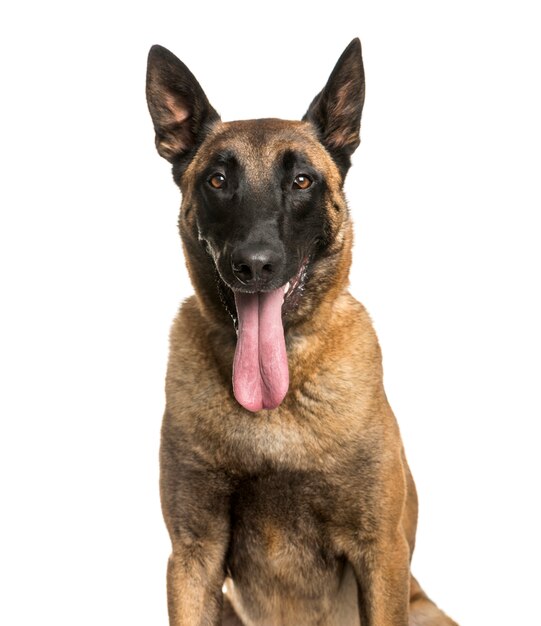 Nahaufnahme keuchend Malinois-Hund, der lokal sitzt