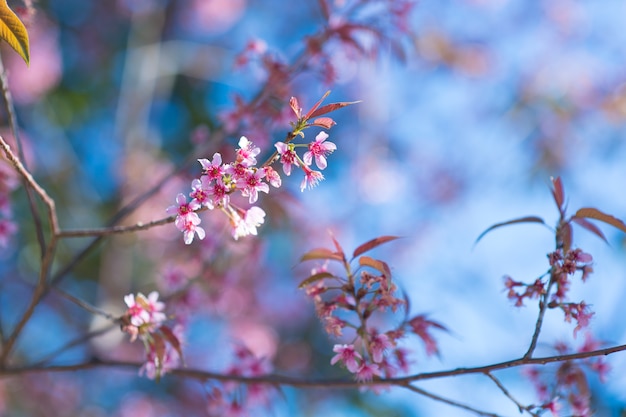 Nahaufnahme Kirschblüte, die auf Brunch blüht