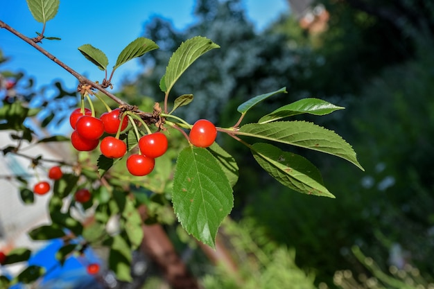 Nahaufnahme Kirschfrucht auf einem Zweig Kirschfrucht auf einem Zweig rote Beere auf einem Zweig