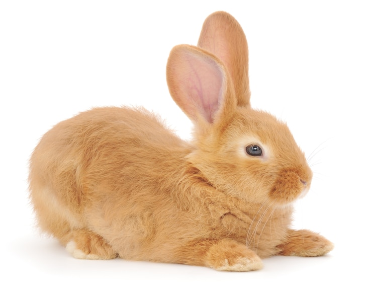 Foto nahaufnahme kleiner brauner hase