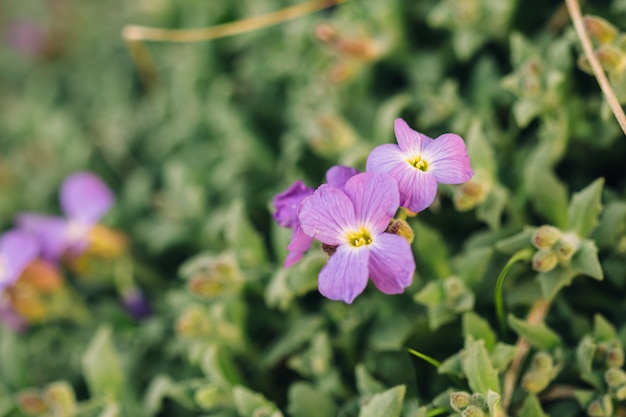 Foto nahaufnahme knospe von lila aubrietia