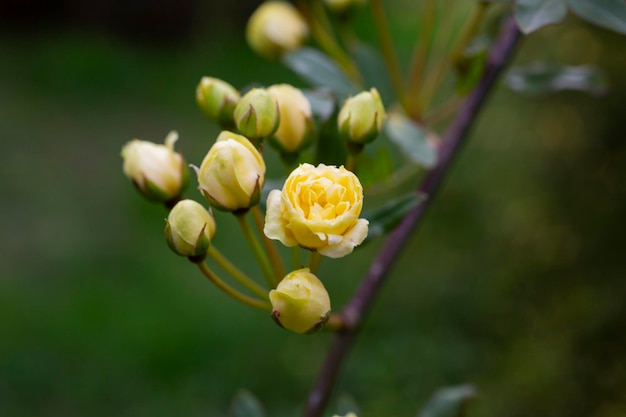 Nahaufnahme Knospen Lady Banks Rose nur Banks Rose oder Rosa Banksiae kleine hellgelbe Blütenstände von r ...