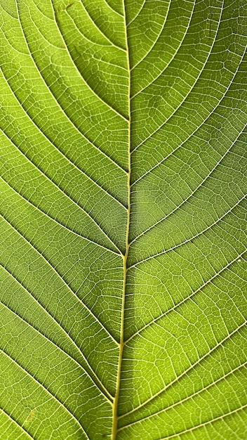 Nahaufnahme Kratom Blatt Grünes Blatt Hintergrund