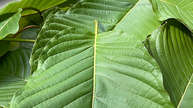 Nahaufnahme Kratom Blatt Grünes Blatt Hintergrund