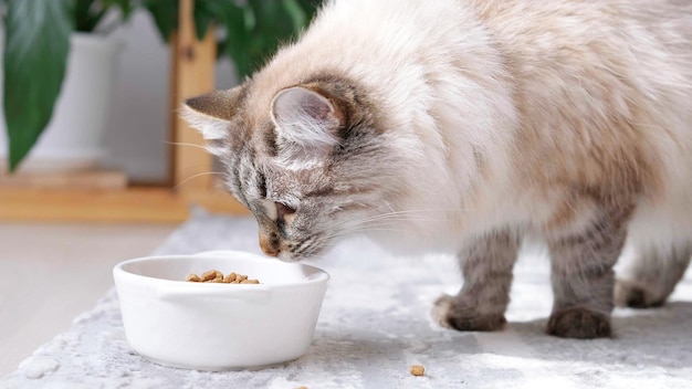 Nahaufnahme Langhaarige Katze, die Bio-Lebensmittel aus einer Schüssel isst
