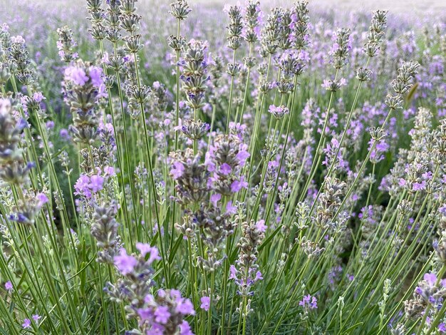 Nahaufnahme Lavendelblüten in einem Lavendelfeld Tirana Albanien Horizontales Foto