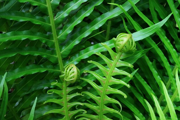 Nahaufnahme lebendige grüne junge Farnblätter im Frühlingsgarten