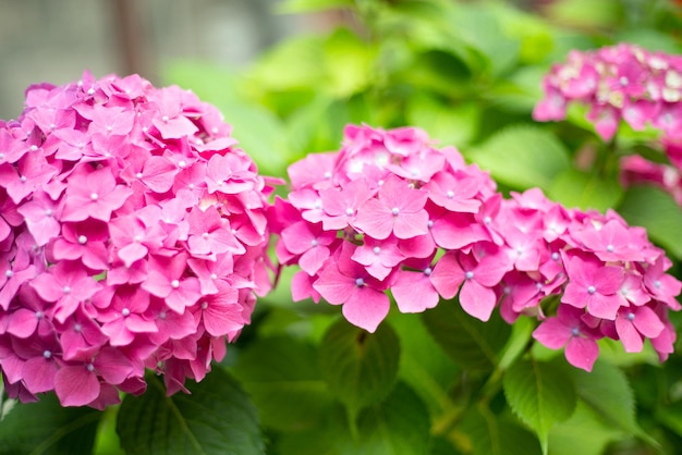 Nahaufnahme lebendige rosa Hortensia frische Blumen verwischen den Hintergrund