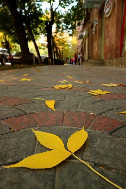 Nahaufnahme leuchtend gelbe gefallene Blätter im Herbst auf dem Bürgersteig