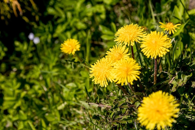 Nahaufnahme leuchtend gelber Blüten des Löwenzahns auf Wiesenfeld im sonnigen Tag selektiver Fokusfrühling f