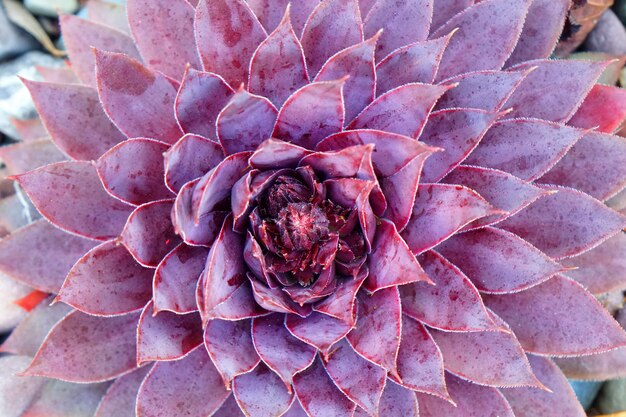 Foto nahaufnahme lila frische saftige echeveria pflanze - textur hintergrund - lila naturkonzept, blumenhintergrund und schönes detail