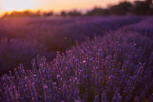 nahaufnahme lila lavendelfeld blühende blume mit sonneneinstrahlung in bacground natur ruhige szene