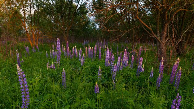 Nahaufnahme lila Lupinen blühen im Frühling oder Frühsommer bei Sonnenuntergang. Schöne sonnige Waldwiese. Platz kopieren, Landschaft.