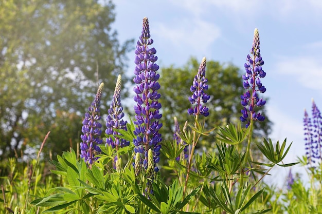 Nahaufnahme lila Lupinen blühen schöne sonnige ländliche Wiese Kopierraum ruhige Wohnlandschaft Ruhe und Gelassenheit natürlicher Hintergrund