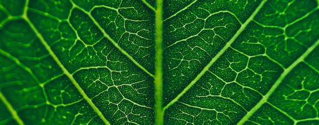 Nahaufnahme Linie Kunstmuster von dunkelgrünem tropischem Laub Natur Hintergrund unscharfes Foto