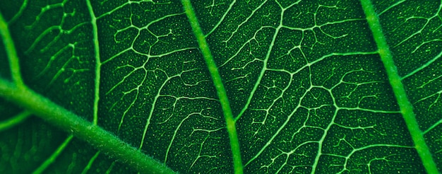 Nahaufnahme Linie Kunstmuster von dunkelgrünem tropischem Laub Natur Hintergrund unscharfes Foto