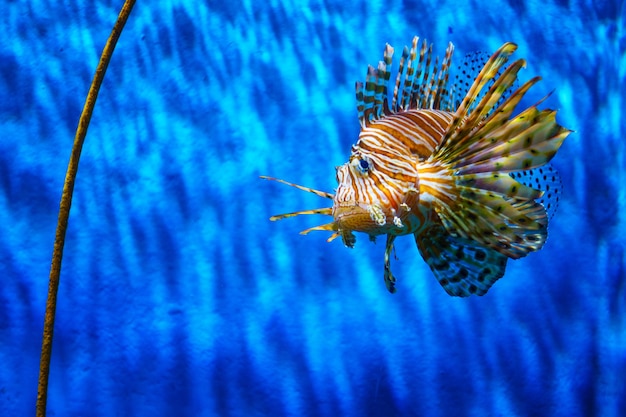 Nahaufnahme Löwe Fische im Aquarium mit blauem Hintergrund