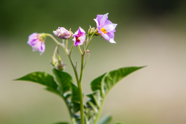 Nahaufnahme lokalisierte die hellvioletten Blumen der Kartoffel beleuchtet durch die Morgensonne, die auf hohen Stämmen auf dem Bauernhofgebiet auf unscharfer nebeliger weicher Szene blüht. Landwirtschafts- und Landwirtschaftskonzept.