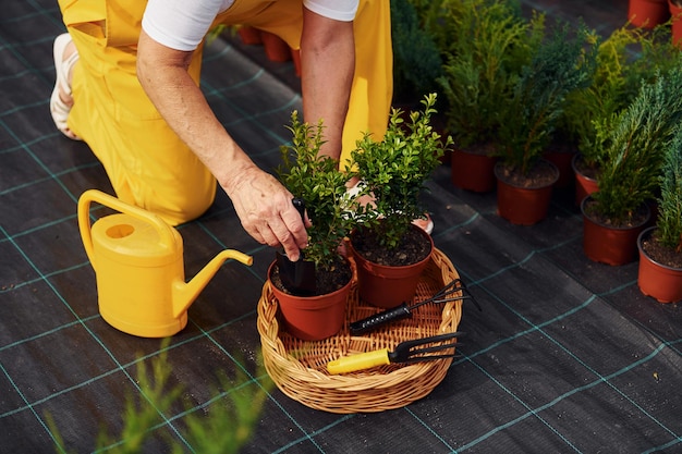 Nahaufnahme Ältere Frau ist tagsüber im Garten Konzeption von Pflanzen und Jahreszeiten