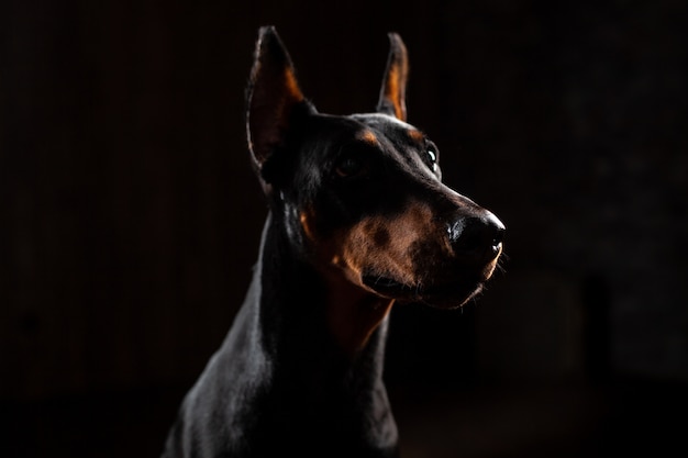 Nahaufnahme-lustiges Porträt des Dobermann-Hundes