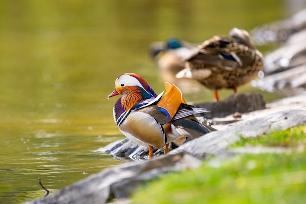 Nahaufnahme männliche Mandarinenente oder Aix galericulata vor dem Schwimmen in Prag