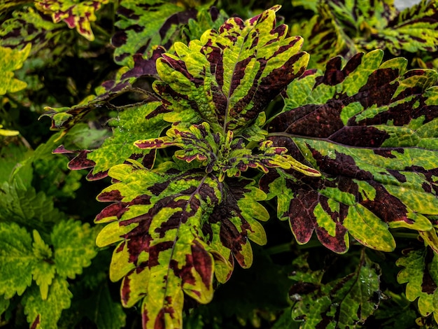 Nahaufnahme Makroaufnahme einer wunderschönen Miana-Blumenpflanze eines tropischen Gartens