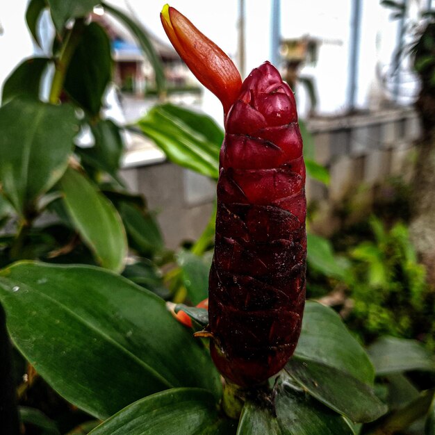 Nahaufnahme Makroaufnahme eines tropischen Gartens schöne rote Blumenpflanze