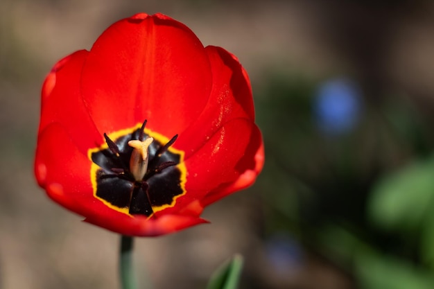 Nahaufnahme Makrofoto der roten Tulpenblume